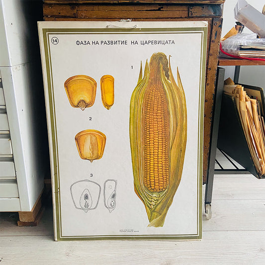 Botanical print / illustration, "Corn development phase no14", by Vasil Ivanov, Bulgaria, 1970s