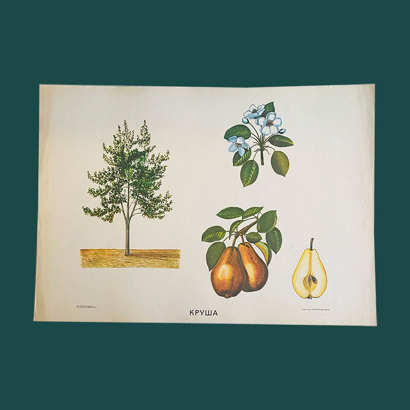 Botanical print / illustration, Onion, by Peter Ivanov, Sofia-press,  Bulgaria, 1970s