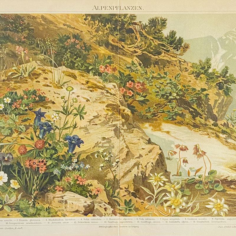 Original botanical colour chromo-lithograph, Alpenpflanzen (Alpine plants), Meyers grosses Konversations-Lexikon, Germany, 1895