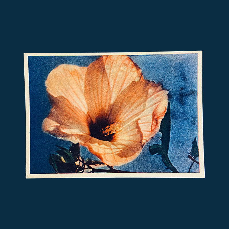 Postcard Chinese Rose Hybrid "Pravda", USSR, 1960s