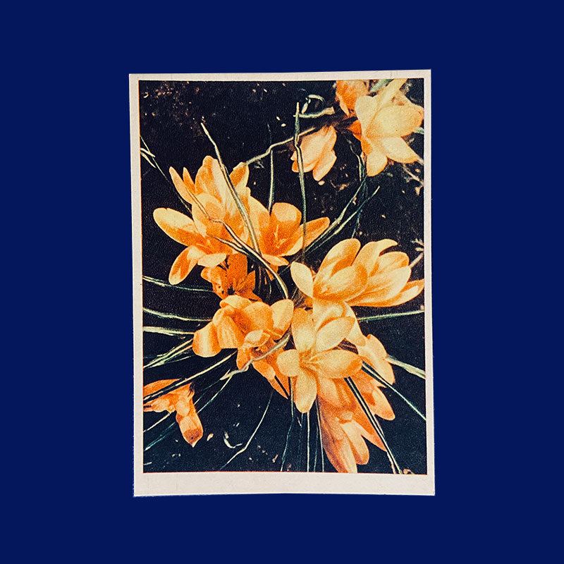 Postcard Crocusus "Pravda", USSR, 1960s