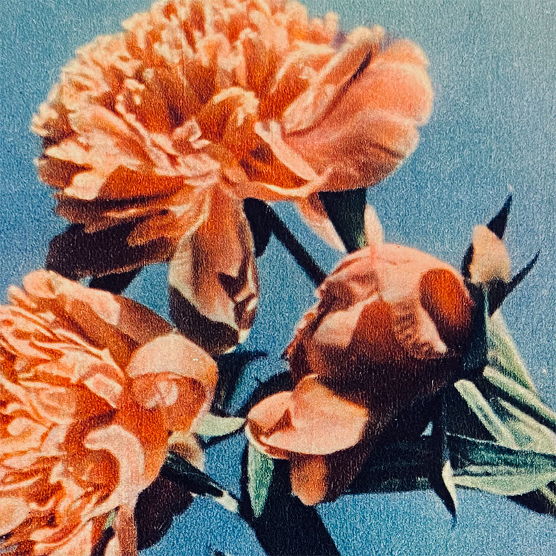 Postcard Peonies "Pravda", USSR, 1960s