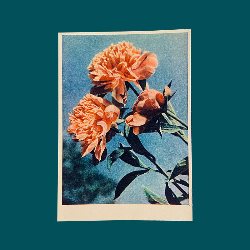 Postcard Peonies "Pravda", USSR, 1960s