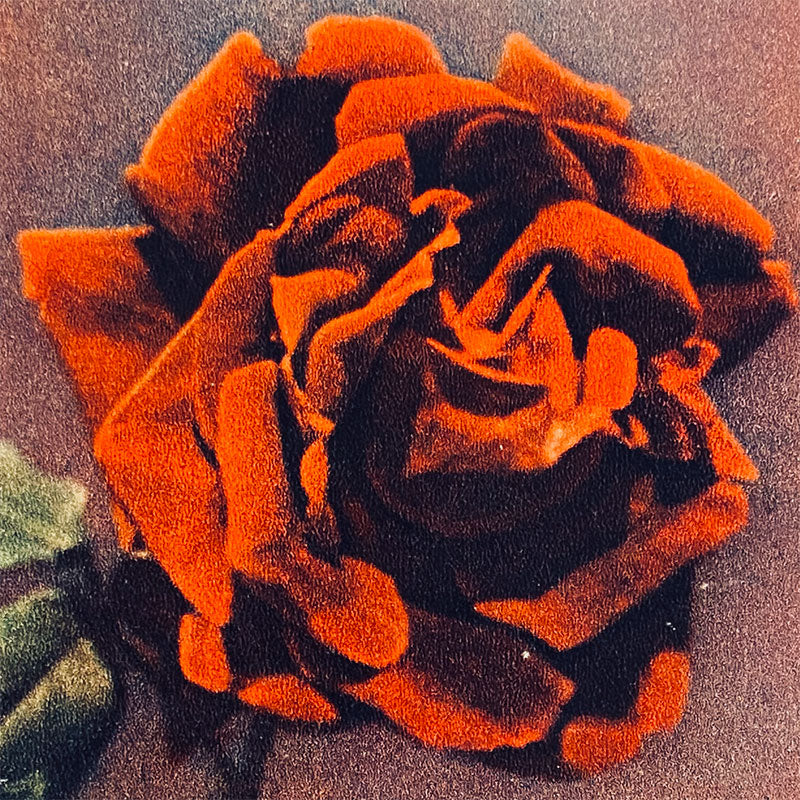 Postcard Velvet Rose "Pravda", USSR, 1960s