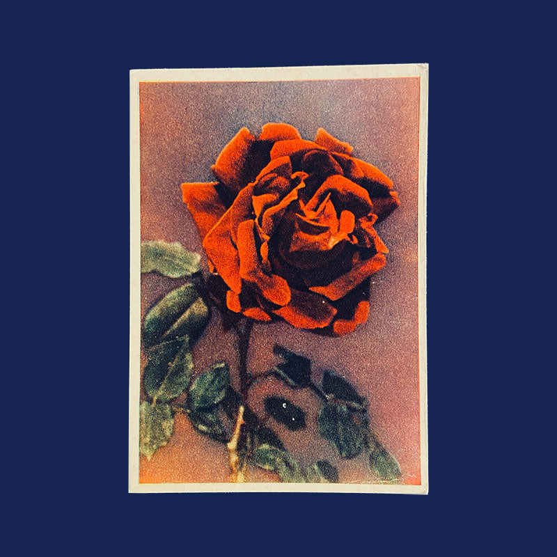 Postcard Velvet Rose "Pravda", USSR, 1960s