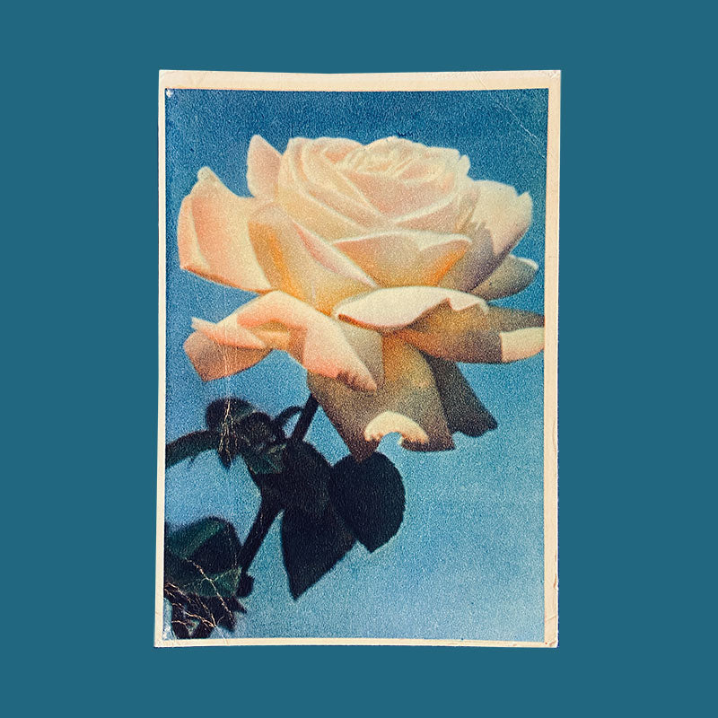 Postcard White Rose "Pravda", USSR, 1960s