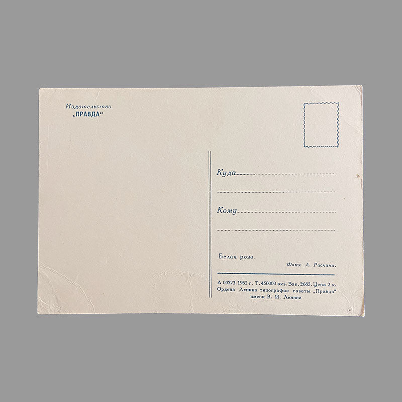 Postcard White Rose "Pravda", USSR, 1960s