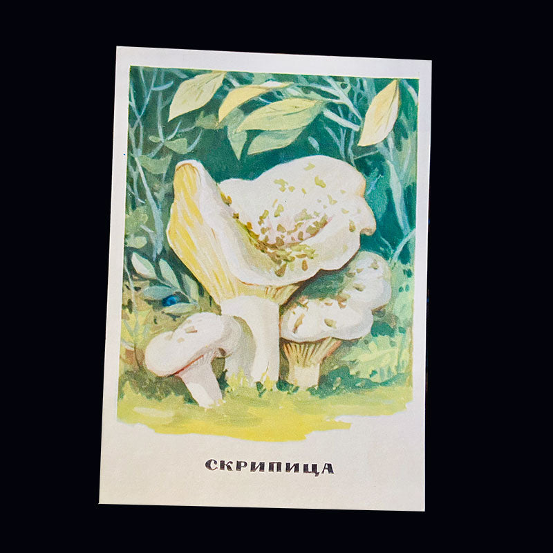 Postcard set with mushroom artworks, Moscow, USSR, 1971