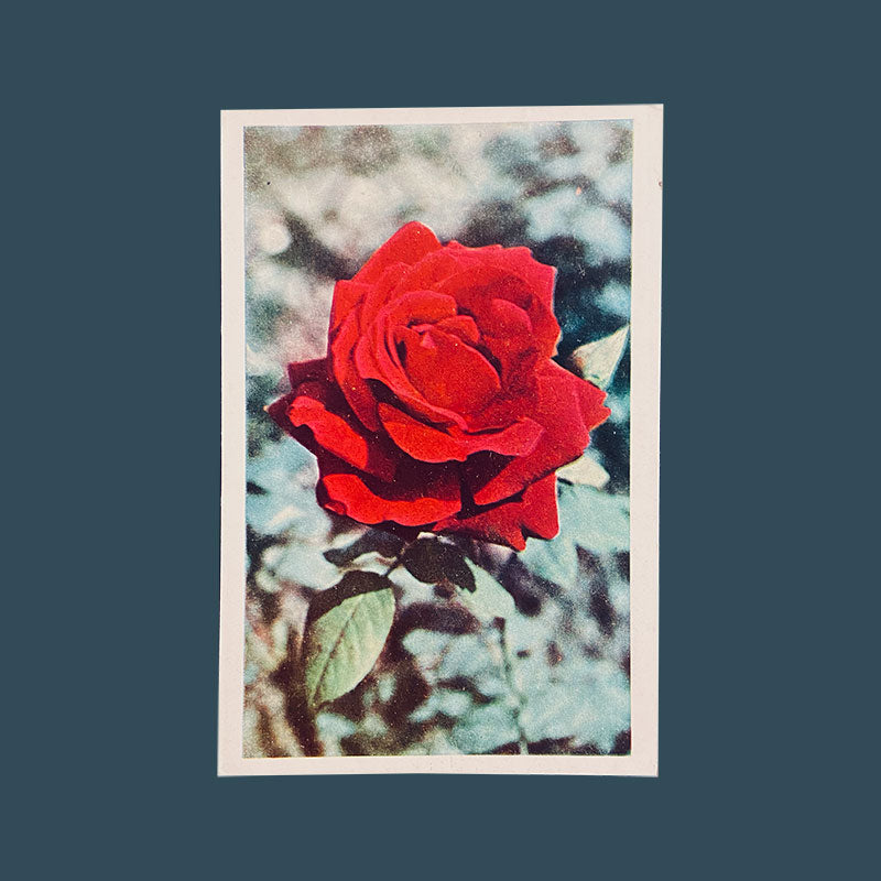 Postcard Rose "Country publishing house, Science and Art", Bulgaria, 1960s