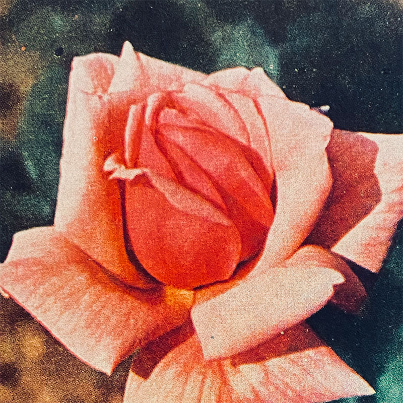 Postcard Rose "Country publishing house, Science and Art", Bulgaria, 1960s