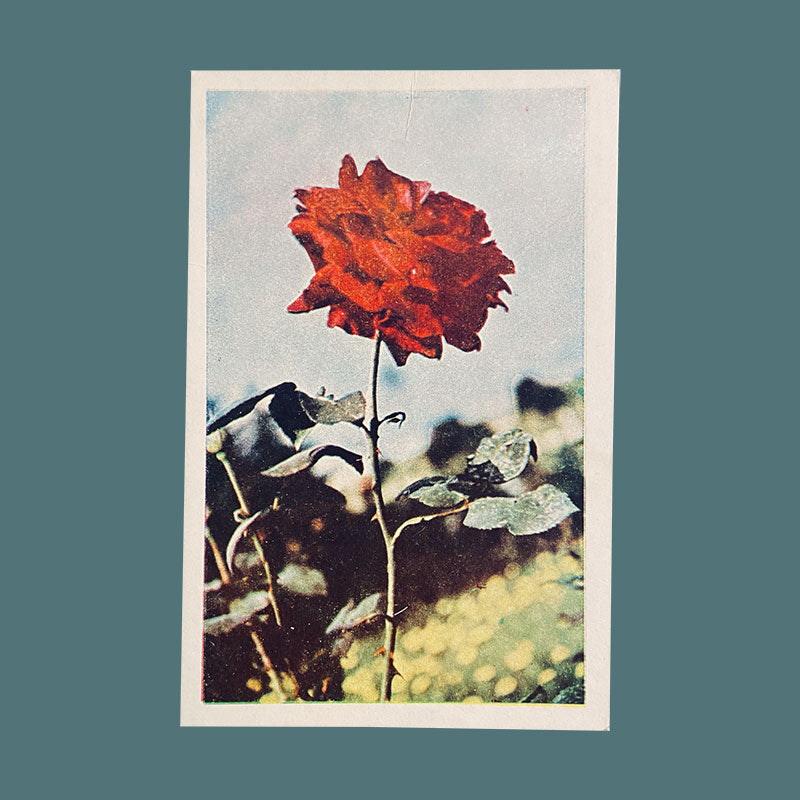 Postcard Rose "Country publishing house, Science and Art", Bulgaria, 1960s