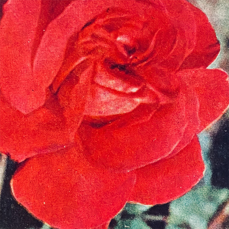 Postcard Rose "Country publishing house, Science and Art", Bulgaria, 1960s