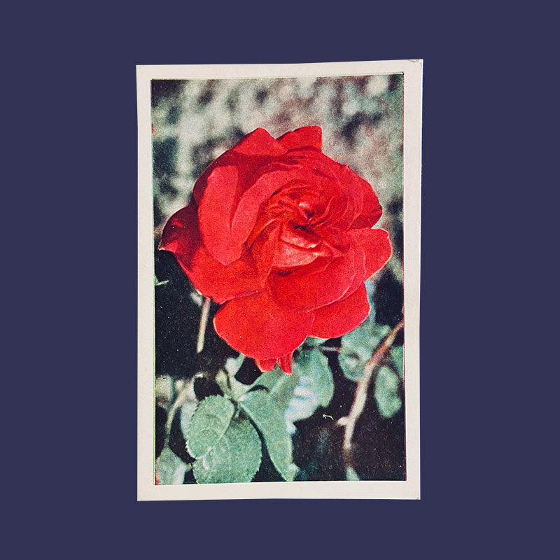 Postcard Rose "Country publishing house, Science and Art", Bulgaria, 1960s