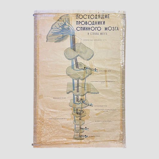 Ascending conductors of the spinal cord, Medical poster, Ukrainian SSR, 1964