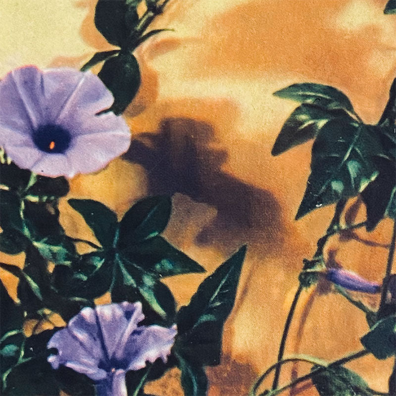 Postcard Convolvulus "Xunhabasa, Hanoi", Vietnam, 1960s