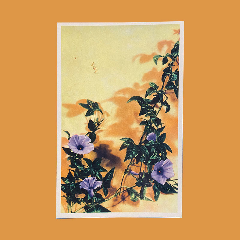 Postcard Convolvulus "Xunhabasa, Hanoi", Vietnam, 1960s