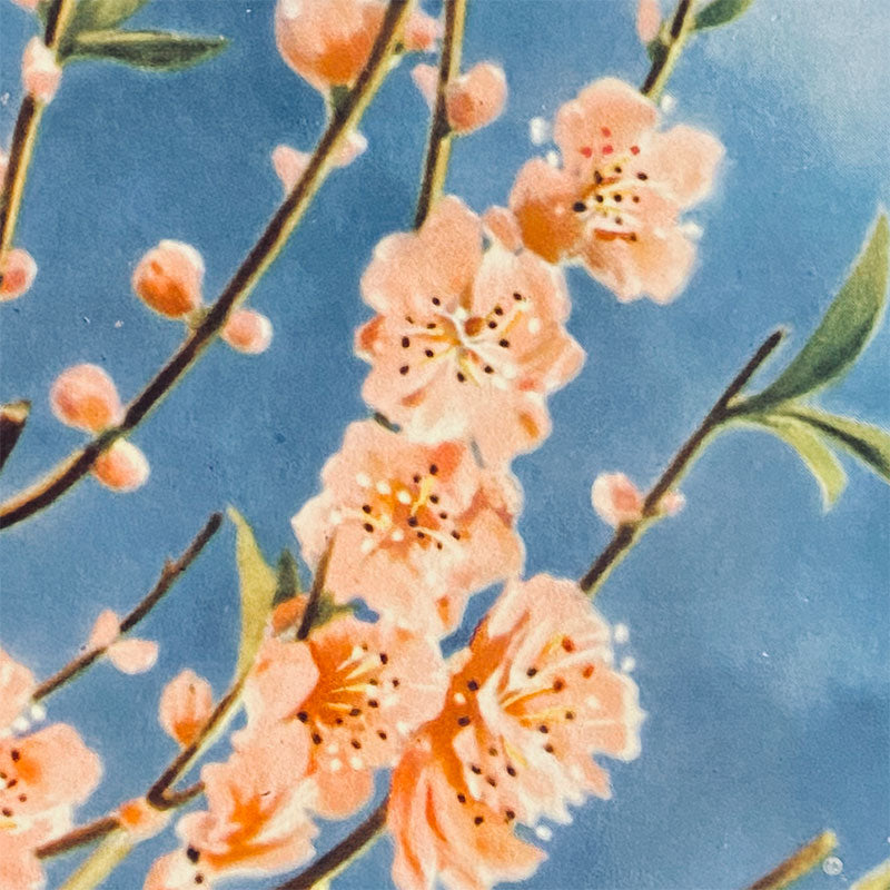 Postcard Peach Flowers "Xunhabasa, Hanoi", Vietnam, 1960s