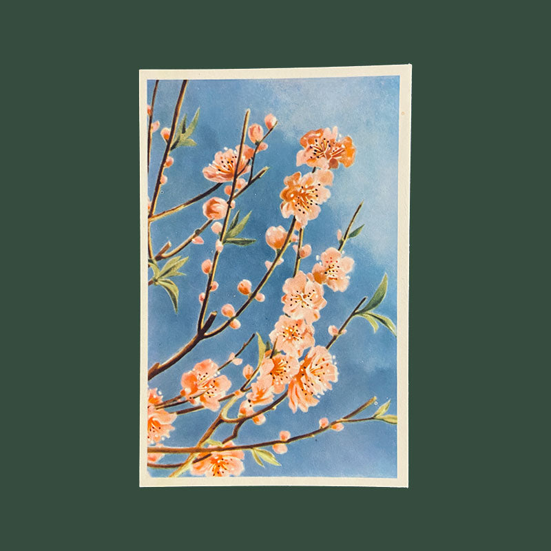 Postcard Peach Flowers "Xunhabasa, Hanoi", Vietnam, 1960s