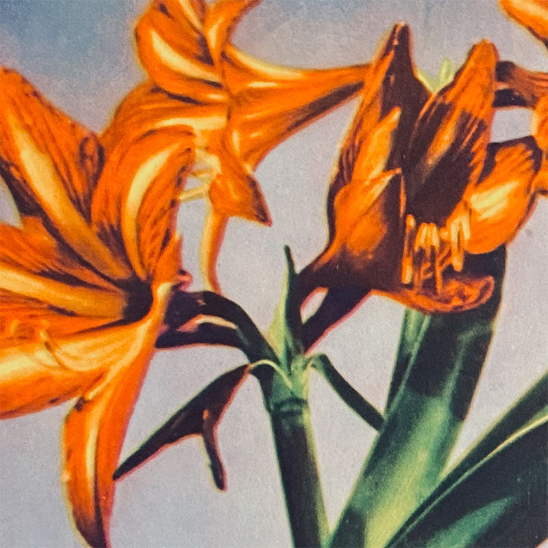 Postcard Red Lily "Xunhabasa, Hanoi", Vietnam, 1960s