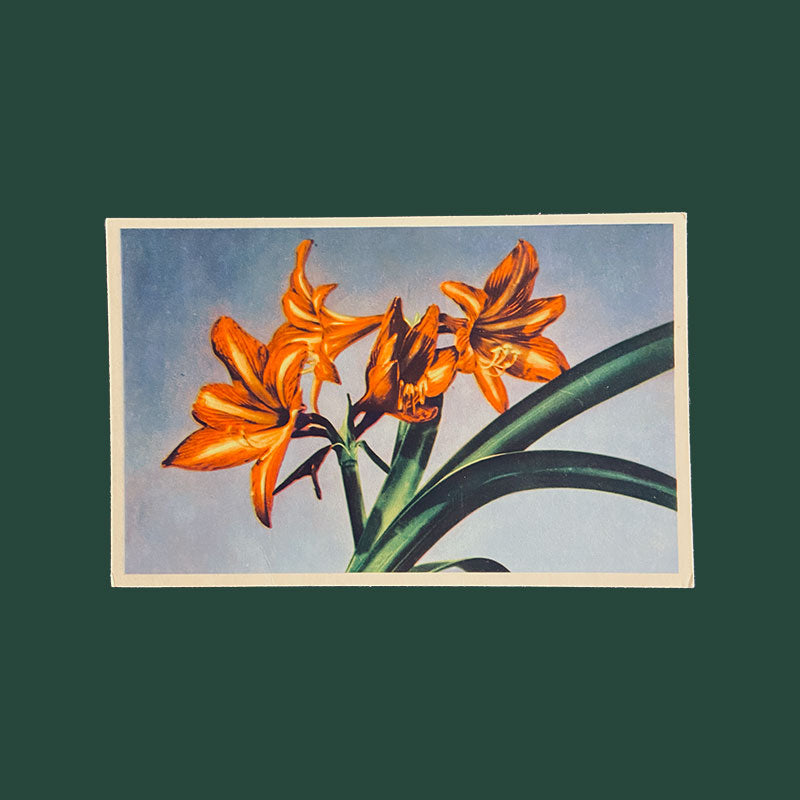 Postcard Red Lily "Xunhabasa, Hanoi", Vietnam, 1960s