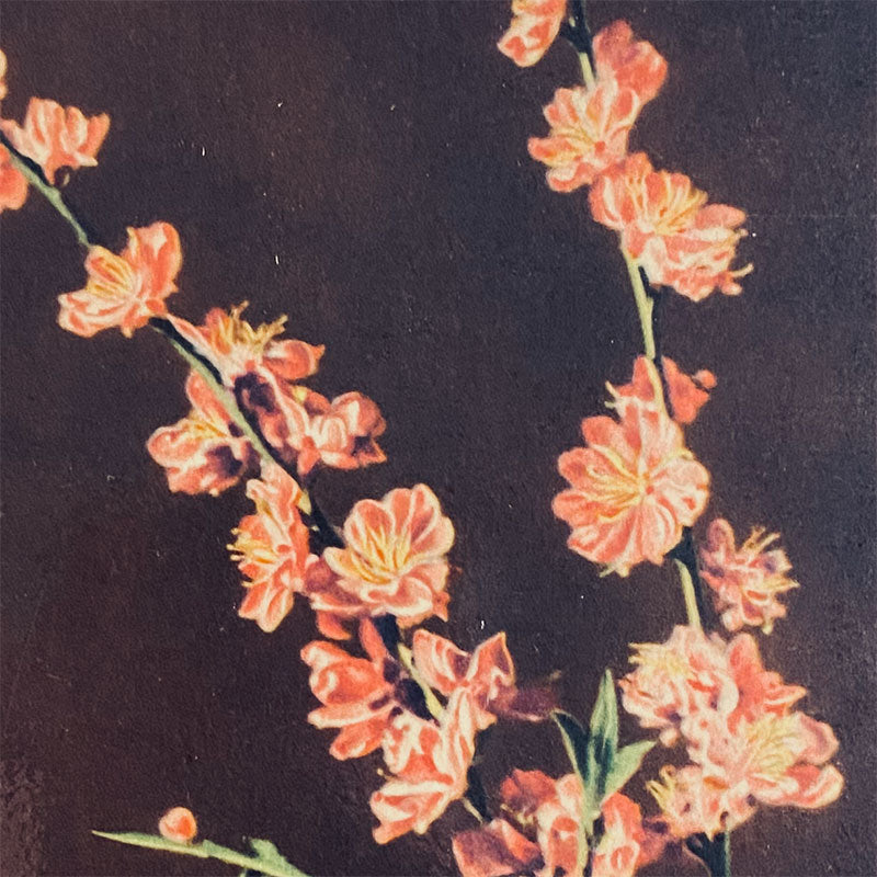 Postcard Peach Flower / Blossom "Xunhabasa, Hanoi", Vietnam, 1960s