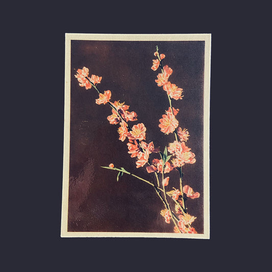 Postcard Peach Flower / Blossom "Xunhabasa, Hanoi", Vietnam, 1960s