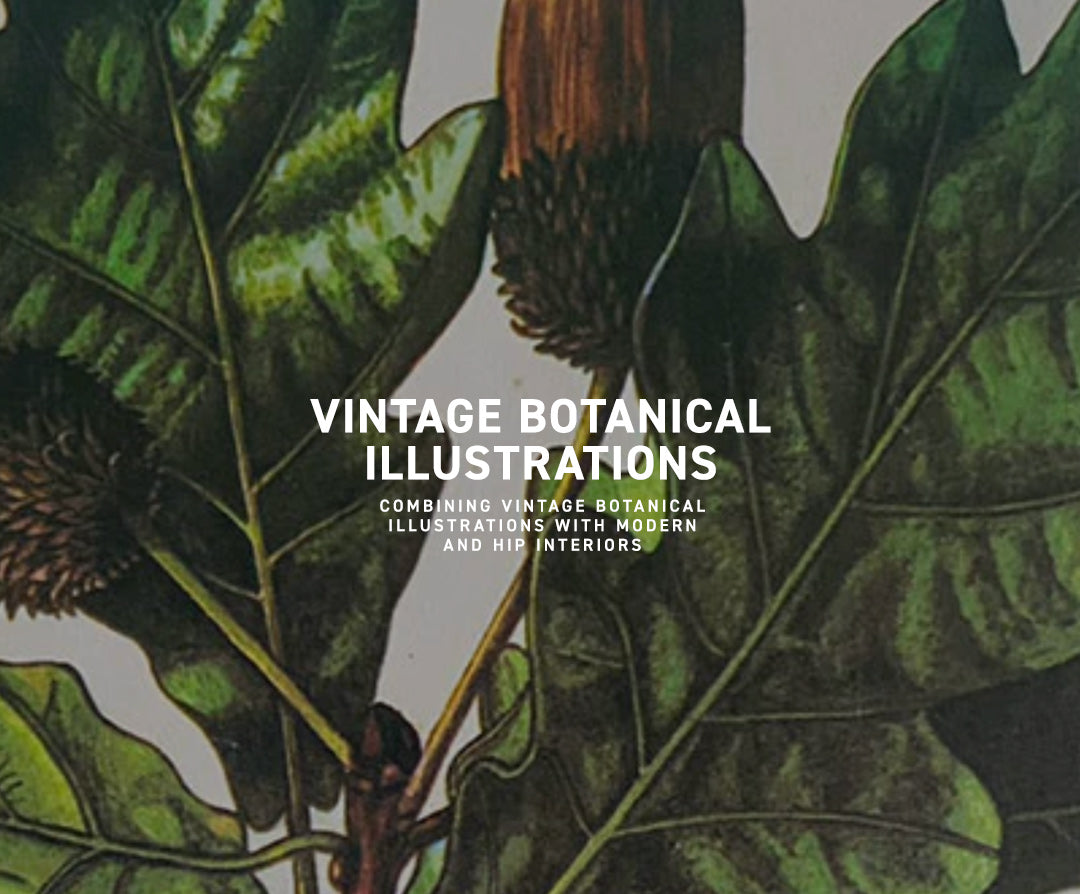 Vintage botanical illustrations for your art wall, by Oblomov Art