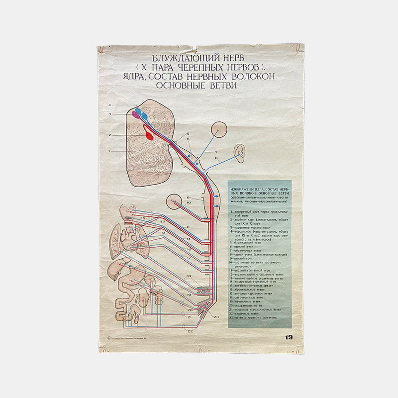 Main branches of pneumogastric nerve, Medical poster, USSR (CCCP), 1985