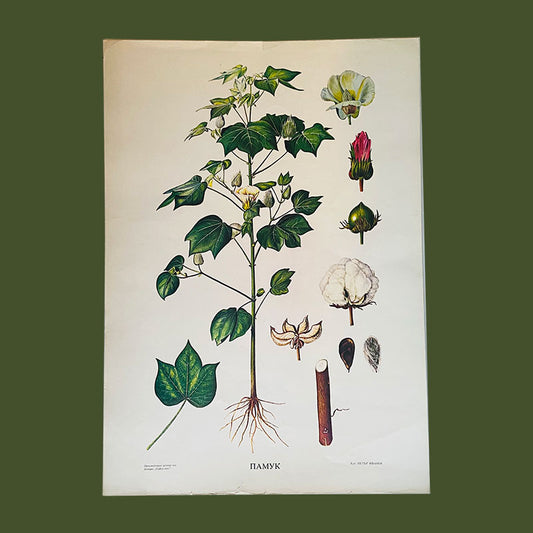 Botanical print / illustration, "Cotton", by Peter Ivanov, "Sofia-press", Bulgaria, 1970s