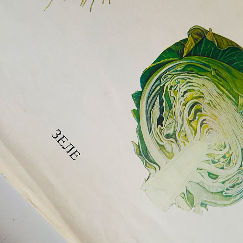 Botanical print / illustration, "Cabbage", by Peter Ivanov, "Sofia-press", Bulgaria, 1970s