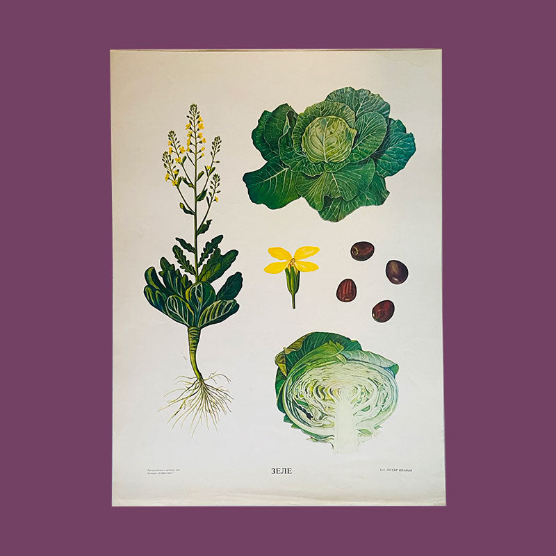 Botanical print / illustration, "Cabbage", by Peter Ivanov, "Sofia-press", Bulgaria, 1970s