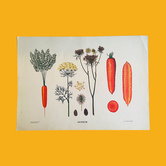 Botanical print / illustration, "Carrots", by Peter Ivanov, "Sofia-press", Bulgaria, 1970s
