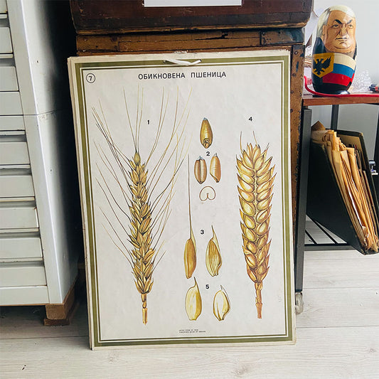 Botanical print / illustration, "Common wheat no7", by Vasil Ivanov, Bulgaria, 1970s