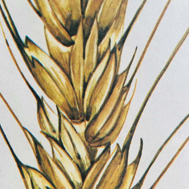 Botanical print / illustration, "Common wheat no7", by Vasil Ivanov, Bulgaria, 1970s