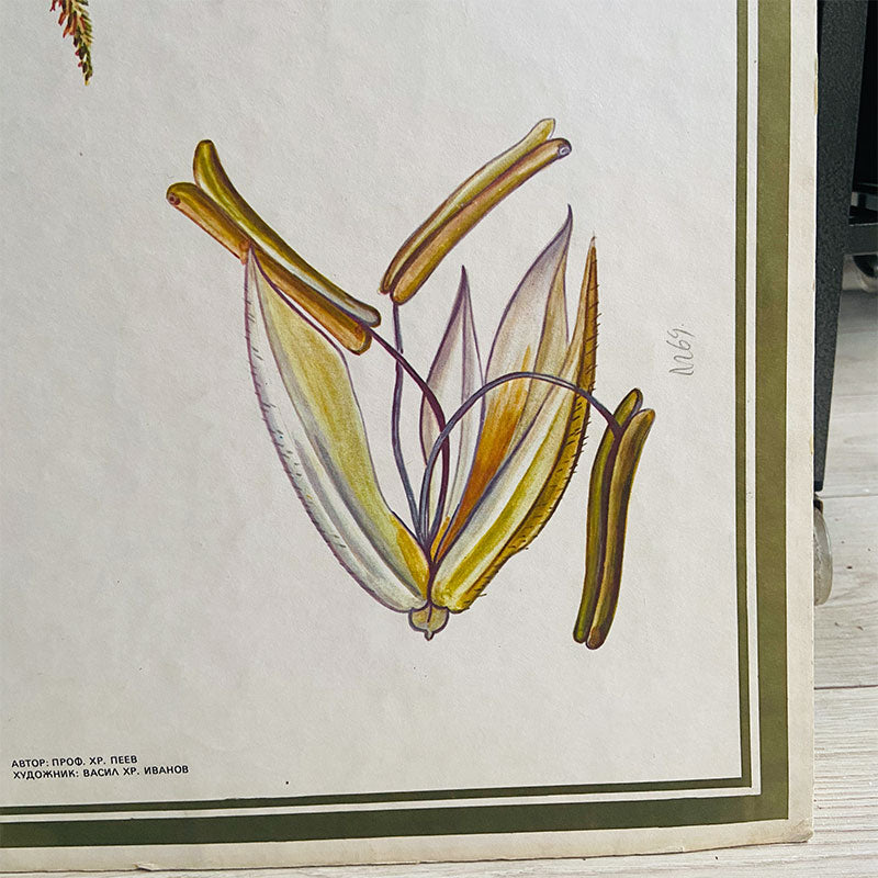 Botanical print / illustration, "Corn, brush and earn no12", by Vasil Ivanov, Bulgaria, 1970s