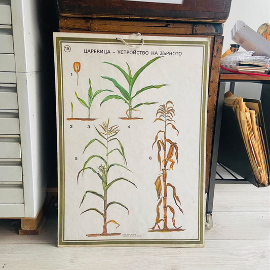 Botanical print / illustration, "Corn, plant phases no15", by Vasil Ivanov, Bulgaria, 1970s