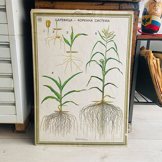 Botanical print / illustration, "Corn, root system no10", by Vasil Ivanov, Bulgaria, 1970s