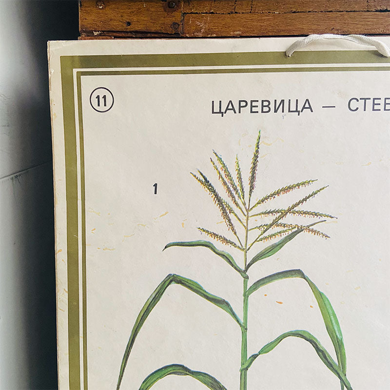 Botanical print / illustration, "Corn, stem and leaf no11", by Vasil Ivanov, Bulgaria, 1970s