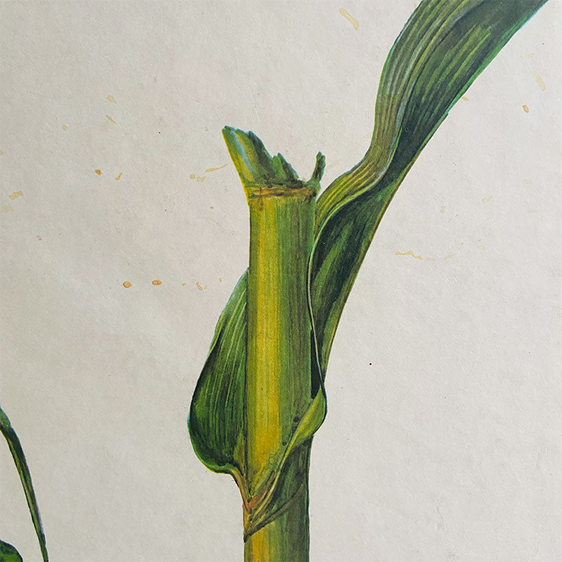 Botanical print / illustration, "Corn, stem and leaf no11", by Vasil Ivanov, Bulgaria, 1970s