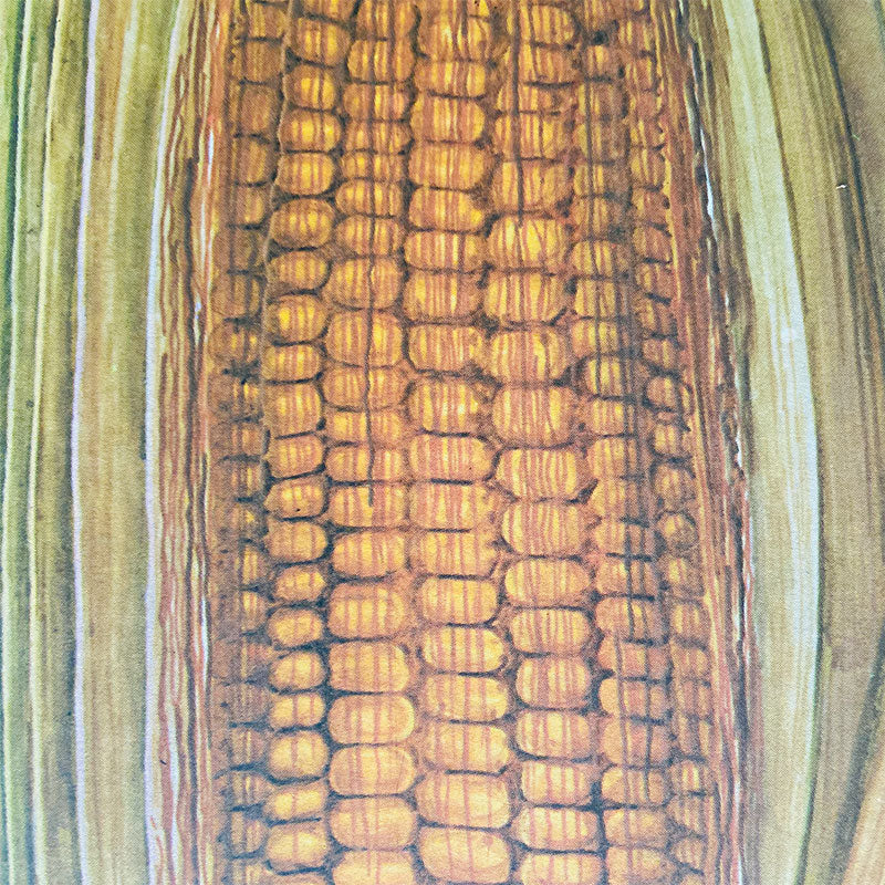 Botanical print / illustration, "Corn development phase no14", by Vasil Ivanov, Bulgaria, 1970s