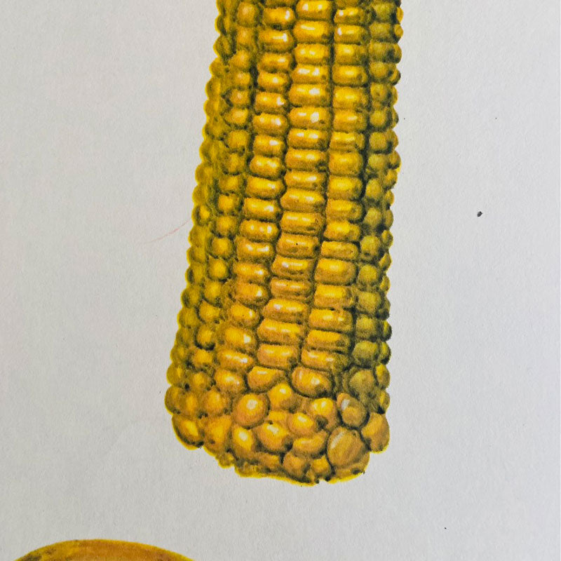 Botanical print / illustration, "Corn no16", by Vasil Ivanov, Bulgaria, 1970s