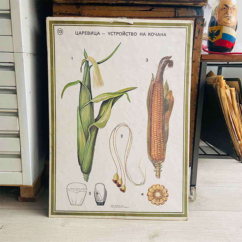 Botanical print / illustration, "Corn on the cob no13", by Vasil Ivanov, Bulgaria, 1970s
