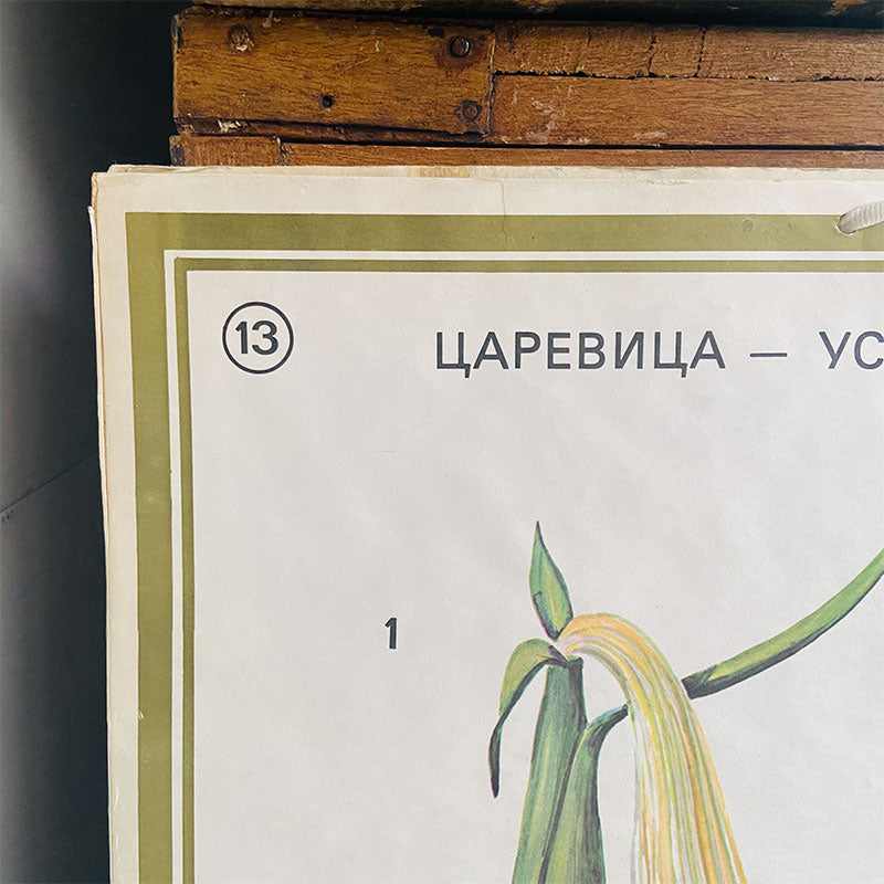 Botanical print / illustration, "Corn on the cob no13", by Vasil Ivanov, Bulgaria, 1970s