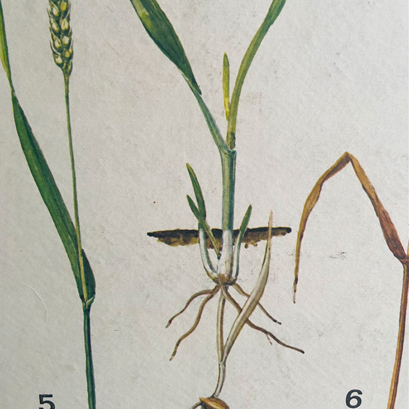 Botanical print / illustration, "Development phase of wheat no6", by Vasil Ivanov, Bulgaria, 1970s