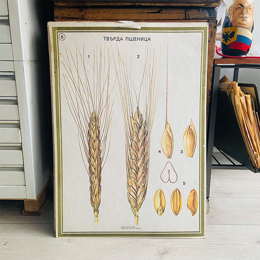 Botanical print / illustration, "Durum wheat no8", by Vasil Ivanov, Bulgaria, 1970s