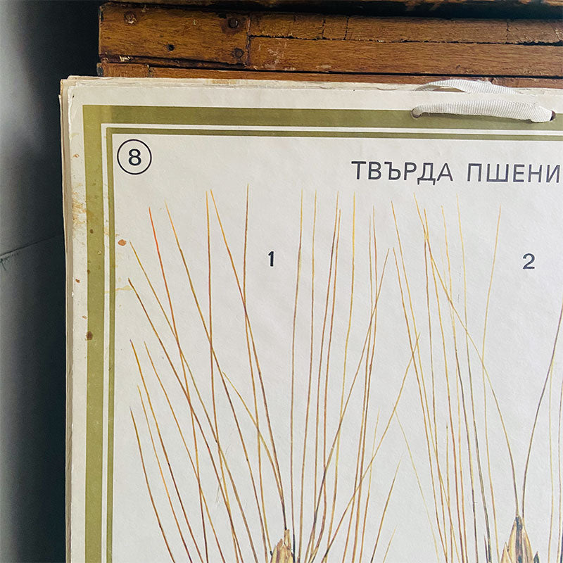 Botanical print / illustration, "Durum wheat no8", by Vasil Ivanov, Bulgaria, 1970s