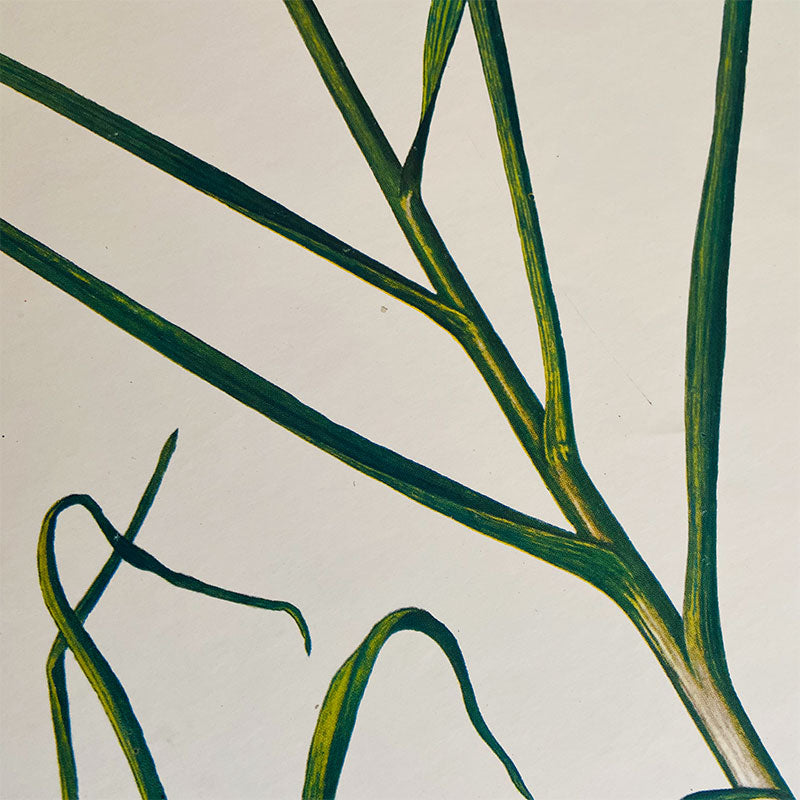 Botanical print / illustration, "Garlic", by Peter Ivanov, "Sofia-press", Bulgaria, 1970s