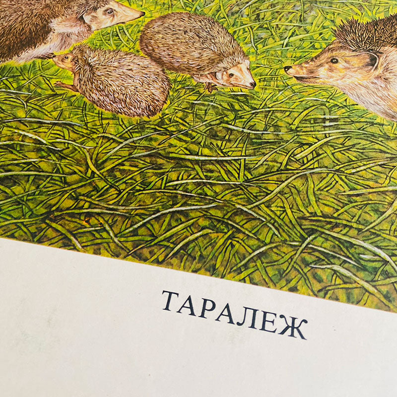 Illustration, "Hedgehogs", by Peter Ivanov, "Sofia-press", Bulgaria, 1970s