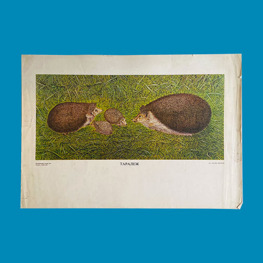Illustration, "Hedgehogs", by Peter Ivanov, "Sofia-press", Bulgaria, 1970s