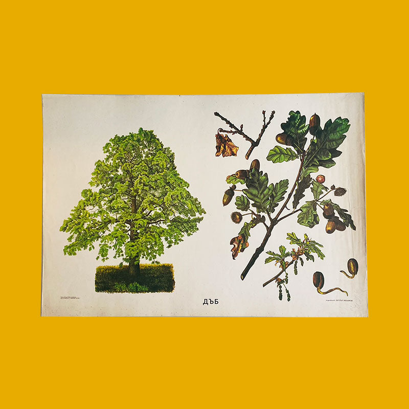Botanical print / illustration, "Oak", by Peter Ivanov, "Sofia-press", Bulgaria, 1970s